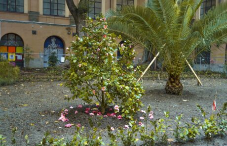 Camelia del Giappone, gli alberi del giardino dell'Accademia